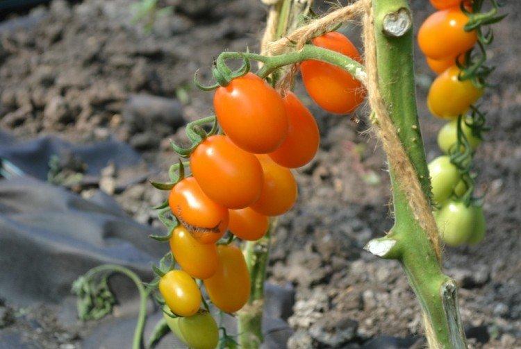 Cherry Lisa - Les meilleures variétés de tomates cerises pour l'Oural et la Sibérie