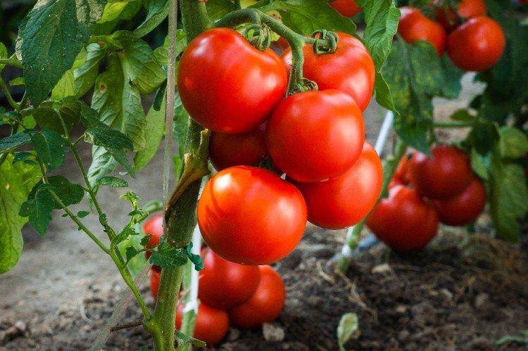 Andromeda - Les variétés de tomates les plus productives de la région de Moscou