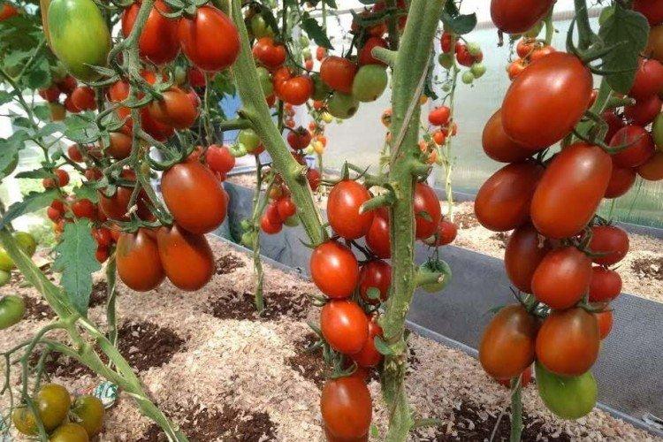 De Barao - Les variétés de tomates les plus productives de la région de Moscou