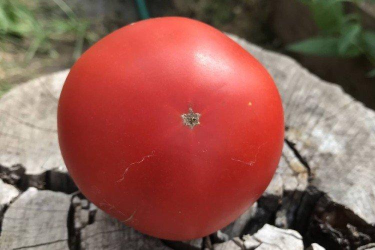 Esfigmen - Premières variétés de tomates pour la région de Moscou