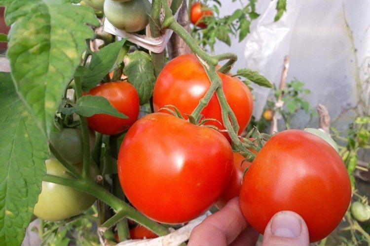Good Krasnobay - Variétés tardives de tomates pour la région de Moscou