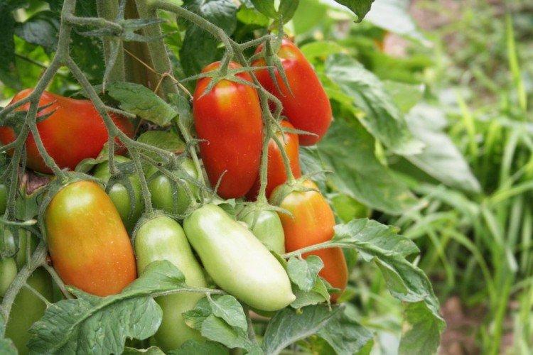 Raketa - Variétés tardives de tomates pour la région de Moscou