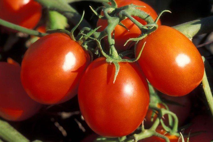 Maroussia - Variétés de tomates à faible croissance pour la région de Moscou