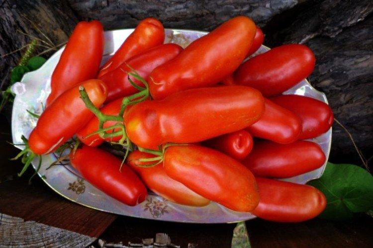 Auria - Grandes variétés de tomates pour la région de Moscou