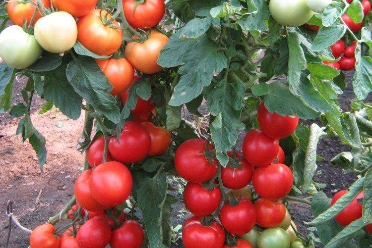 Intuition - Grandes variétés de tomates pour la région de Moscou