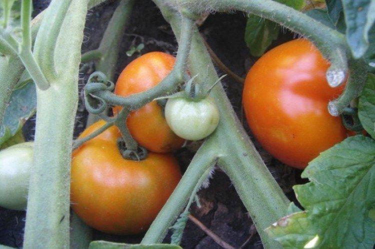 Sultan - Les meilleures variétés de tomates pour les serres de la région de Moscou