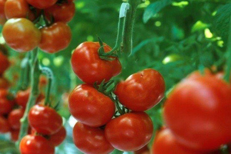 Biathlon - Les meilleures variétés de tomates en pleine terre dans la région de Moscou
