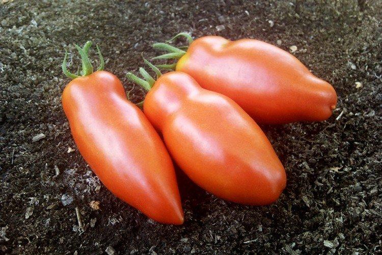 Scarlet Mustang - Variétés de tomates pour serres et serres à film