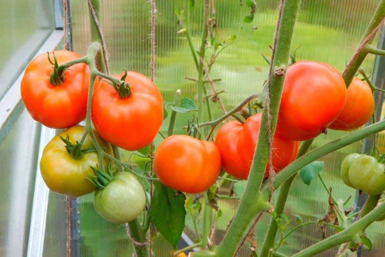 Hurricane - Variétés de tomates de serre les plus productives