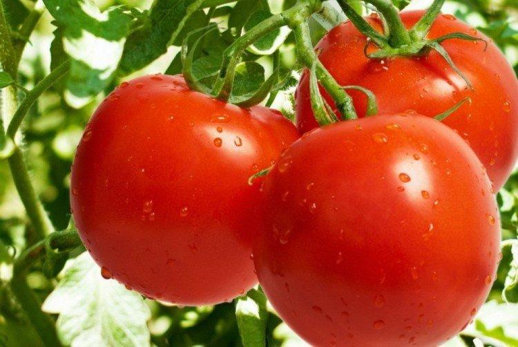 Recherche - Les variétés de tomates les plus productives pour la serre