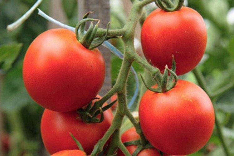 Semko-Sinbad - Les variétés de tomates les plus productives pour la serre