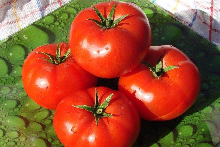 Master - Variétés précoces de tomates pour serres