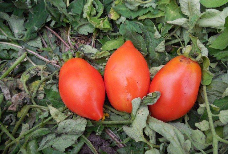 Raketa - Variétés moyennes et tardives de tomates de serre