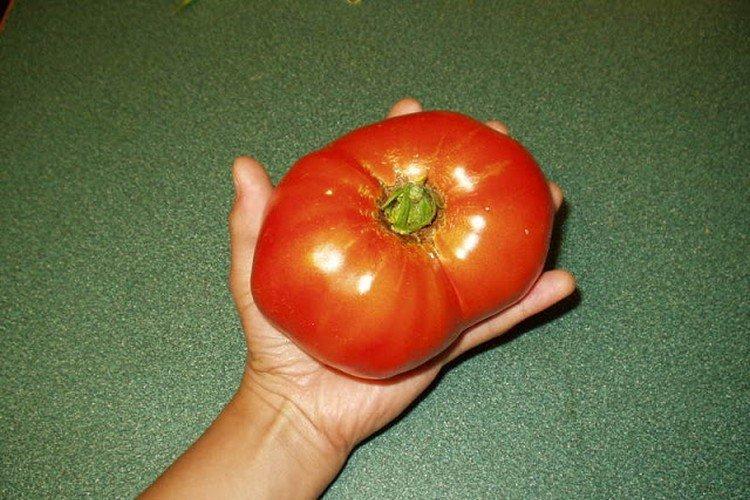 Taille russe - Variétés moyennes et tardives de tomates pour serres