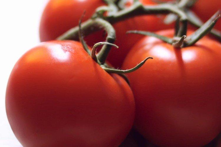 Market Miracle - Tomates moyennes et tardives pour serres