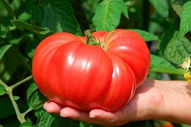 Scorpion - Variétés de tomates à gros fruits pour la serre