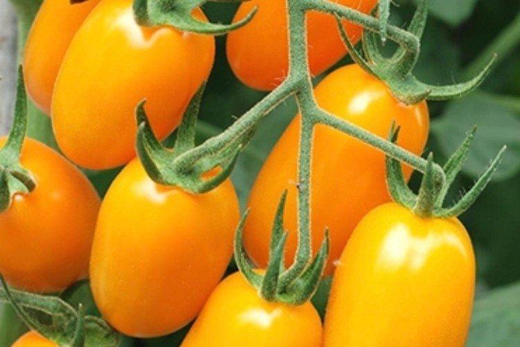 Buyan - Variétés de tomates pour serres qui ne nécessitent pas de pincement