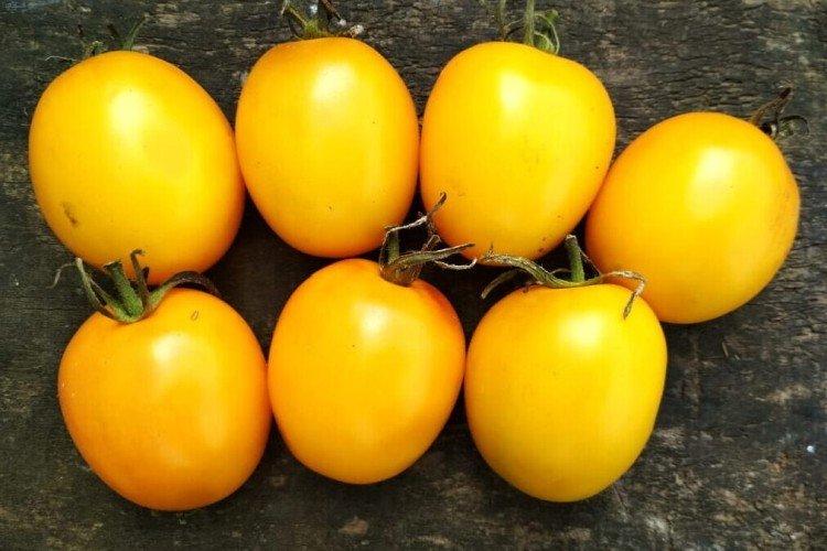 De Barao - Les meilleures variétés de tomates pour serres de la région de Moscou