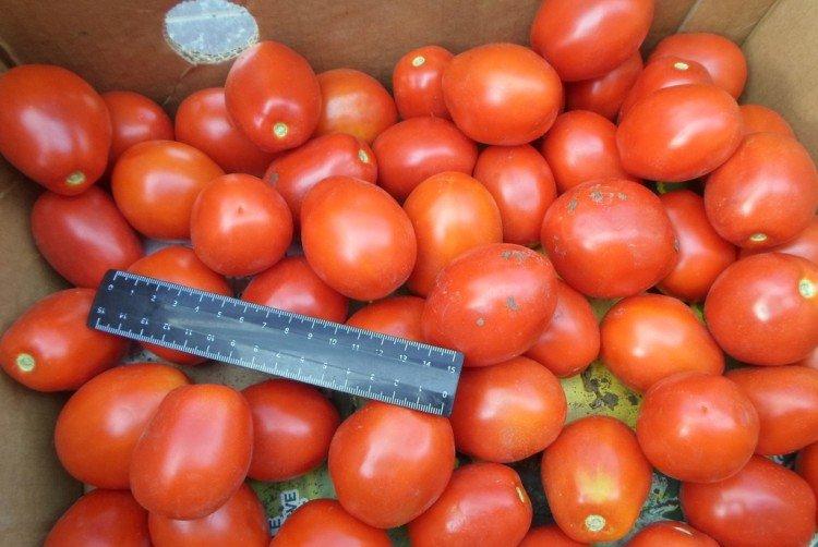 Crème au miel - Les meilleures variétés de tomates pour serres pour l'Oural et la Sibérie