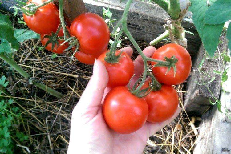 Blizzard - Variétés de tomates de mi-saison