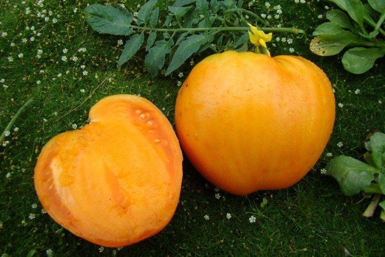 Honey Spas - Grandes variétés de tomates