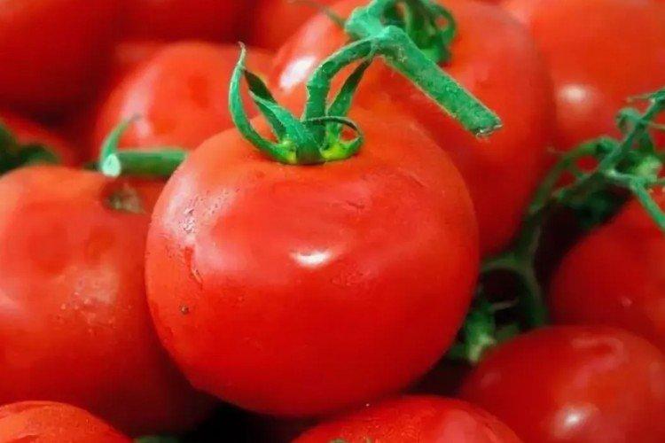 Tolstoï - Les meilleures variétés de tomates pour les serres