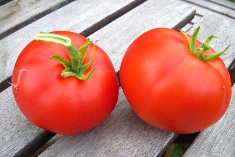 Moskvich - Les meilleures variétés de tomates pour la région de Moscou