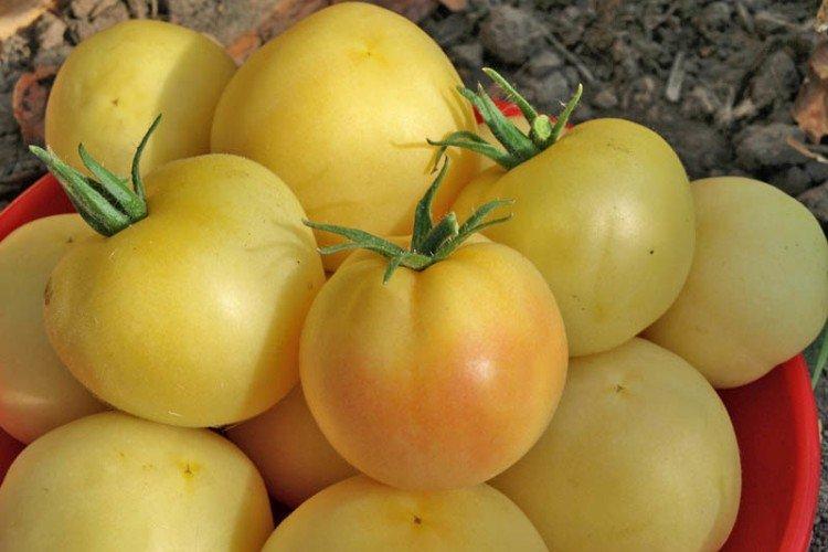 Pêche - Les meilleures variétés de tomates pour la région de Moscou