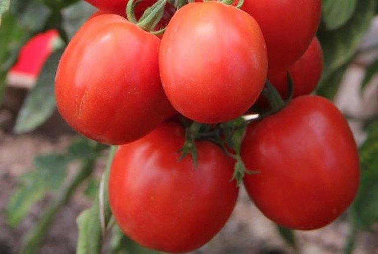 Tsar Peter - Les meilleures variétés de tomates pour l'Oural