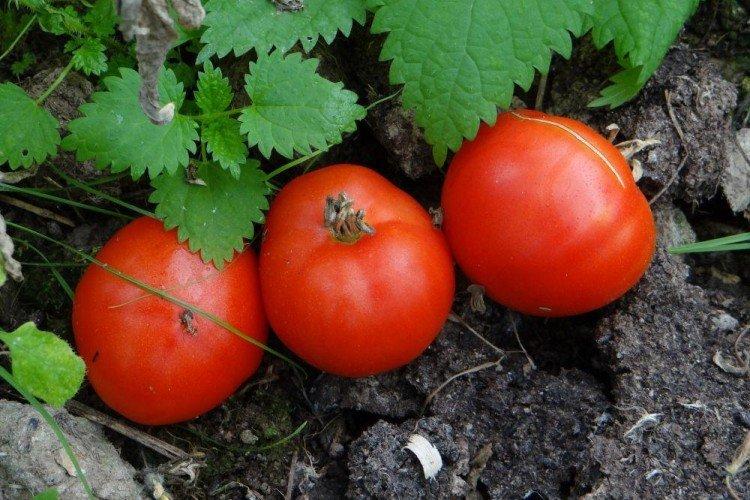 Ground Gribovsky - Les meilleures variétés de tomates pour l'Oural