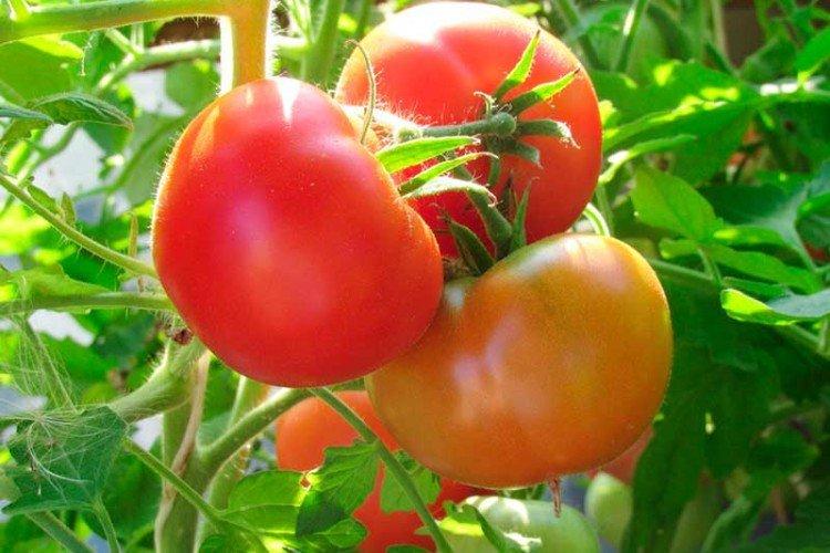 Nikola - Les meilleures variétés de tomates pour la Sibérie