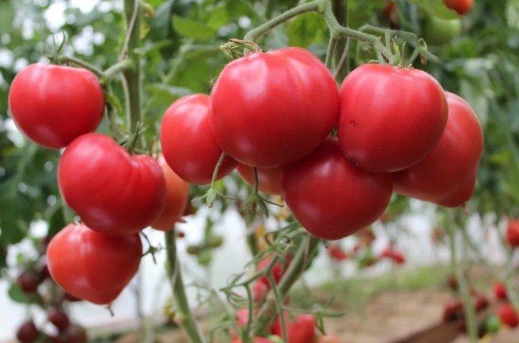 Pink Leader - Les meilleures variétés de tomates pour la région de Léningrad