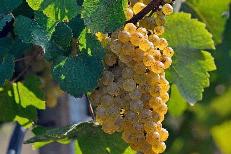 Chardonnay - Cépages pour vin blanc