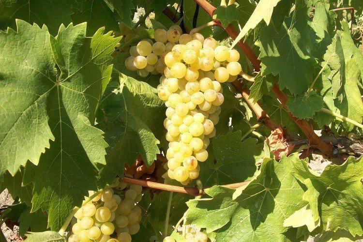 Muscat - Cépages pour vin blanc