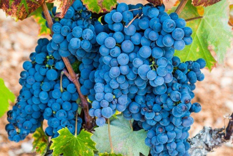 Mourvèdre - Cépages rouges