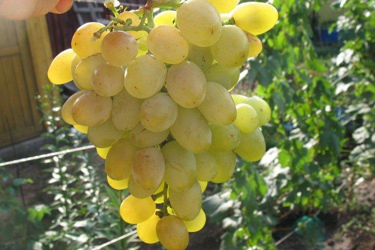 Délice - Cépages précoces