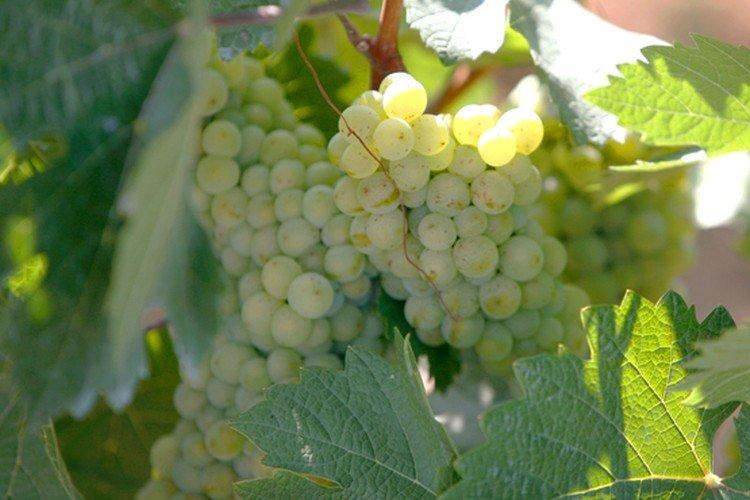 Galan - Cépages à maturité moyenne