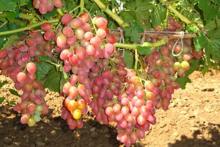 Anyuta - Cépages tardifs