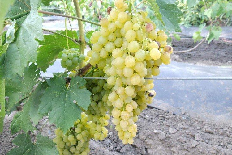 White Flame - Cépages sans pépins