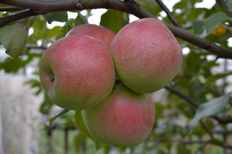 Bessemyanka Michurinskaya - Variétés d'automne de pommiers pour la région de Moscou