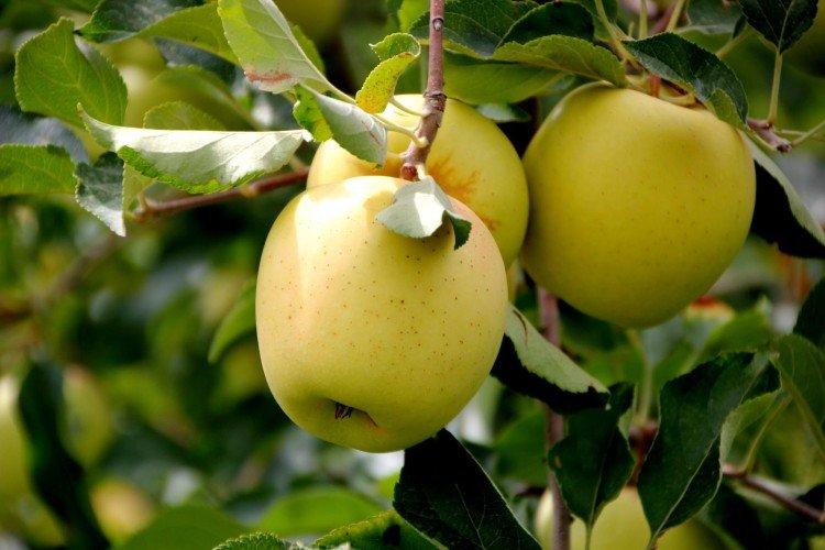 Golden Delicious - Les variétés de pommes les plus sucrées de la région de Moscou