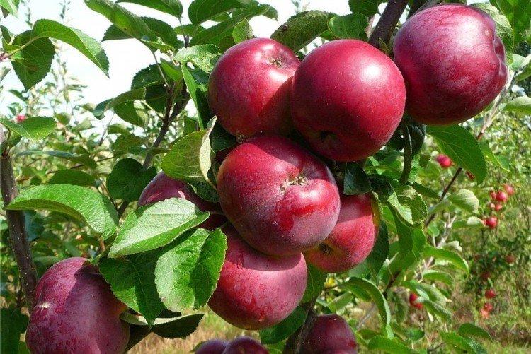 Alva - Variétés d'hiver de pommiers