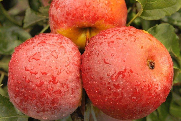 Florina - Variétés de pommes rouges