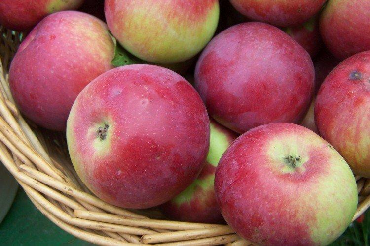 Orlik - Les variétés de pommes les plus productives