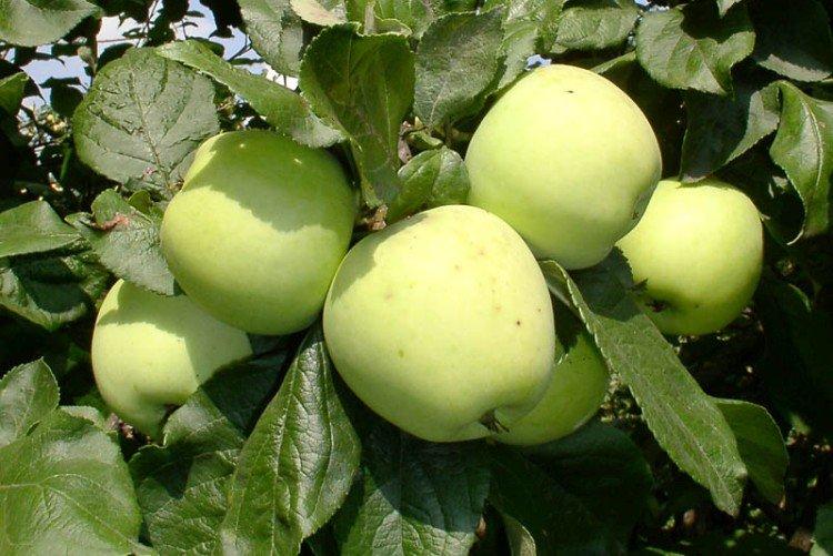 Moscou plus tard - Les meilleures variétés de pommiers pour la région de Moscou