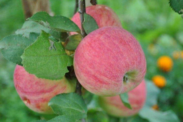 Arkadik - Les meilleures variétés de pommiers pour la région de Moscou