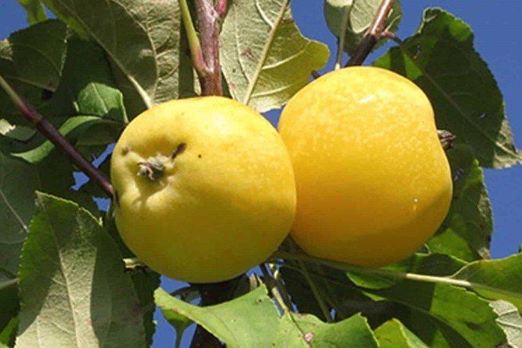 Early Chinese - Les meilleures variétés de pommes pour l'Oural et la Sibérie