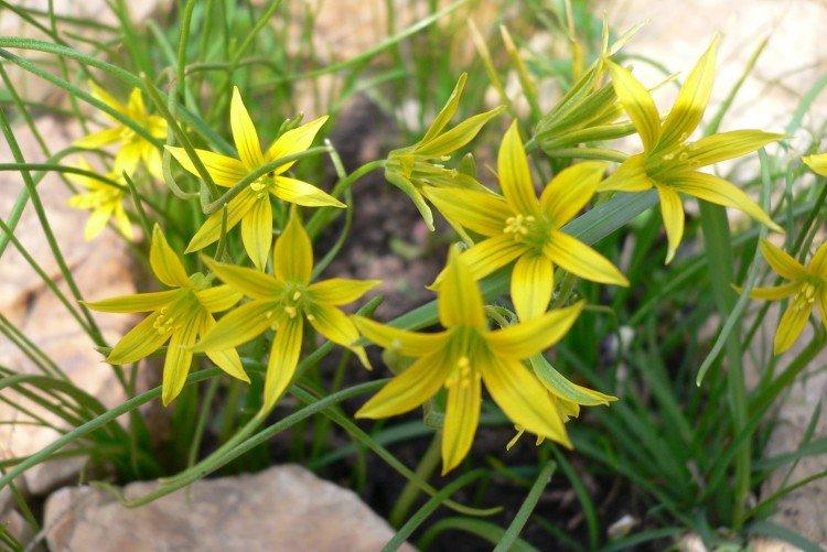 Oignons d'oie - Prairie et fleurs sauvages