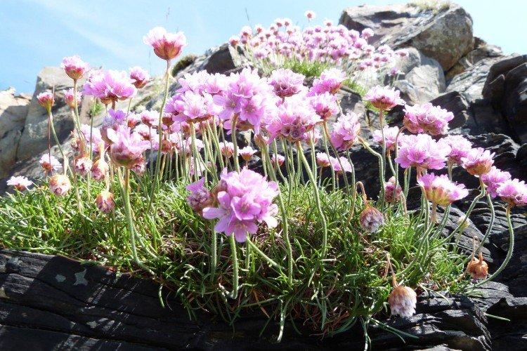 Armeria - Prairie et fleurs sauvages
