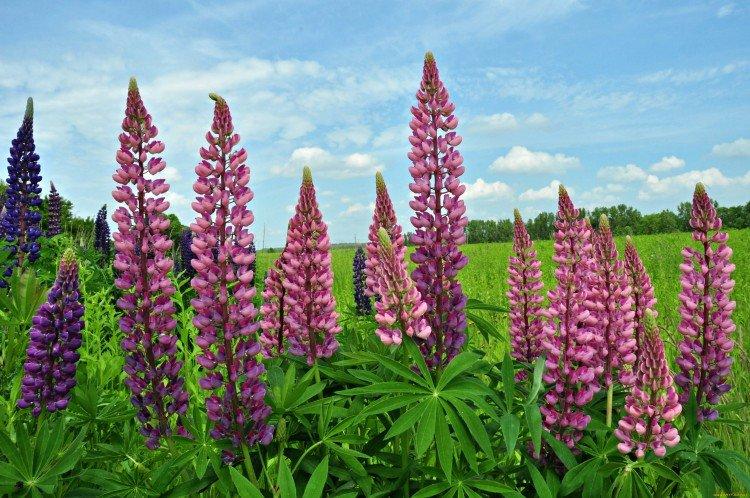 Lupin - Prairie et fleurs sauvages